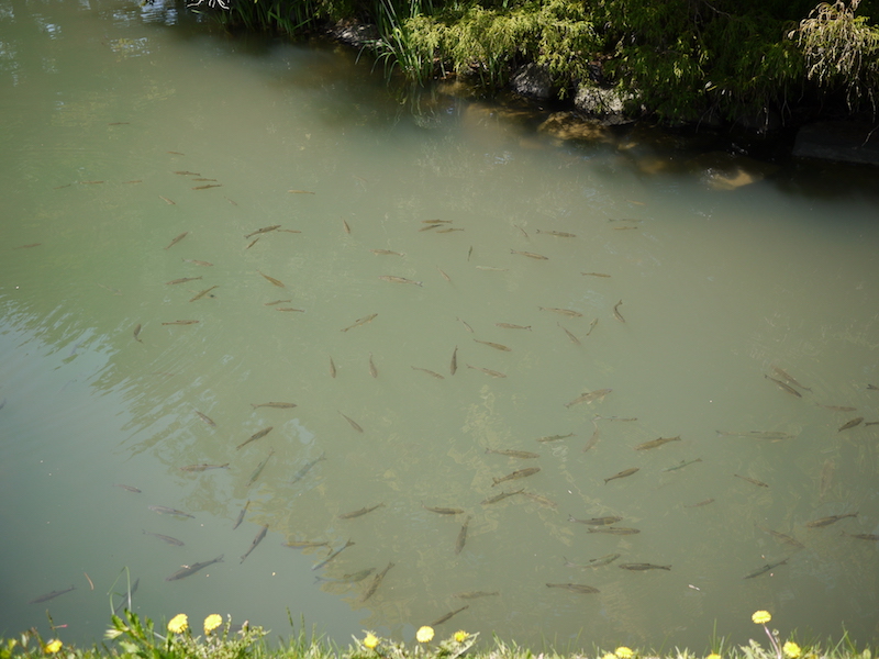 中島公園 池の魚