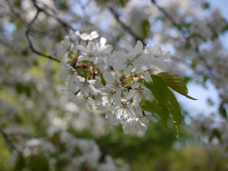 中島公園 池周辺の桜(2)